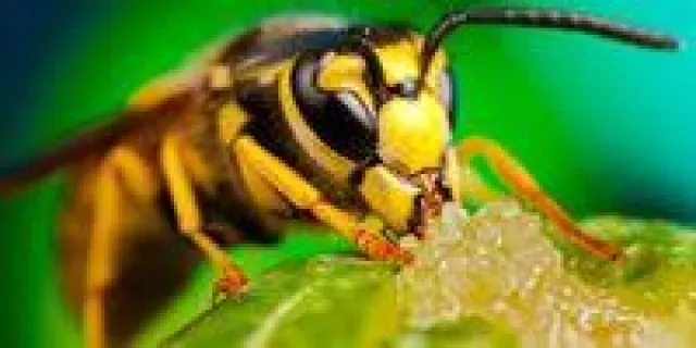 Bild: Erdwespen entfernen: Gefährliche Schwarmtiere