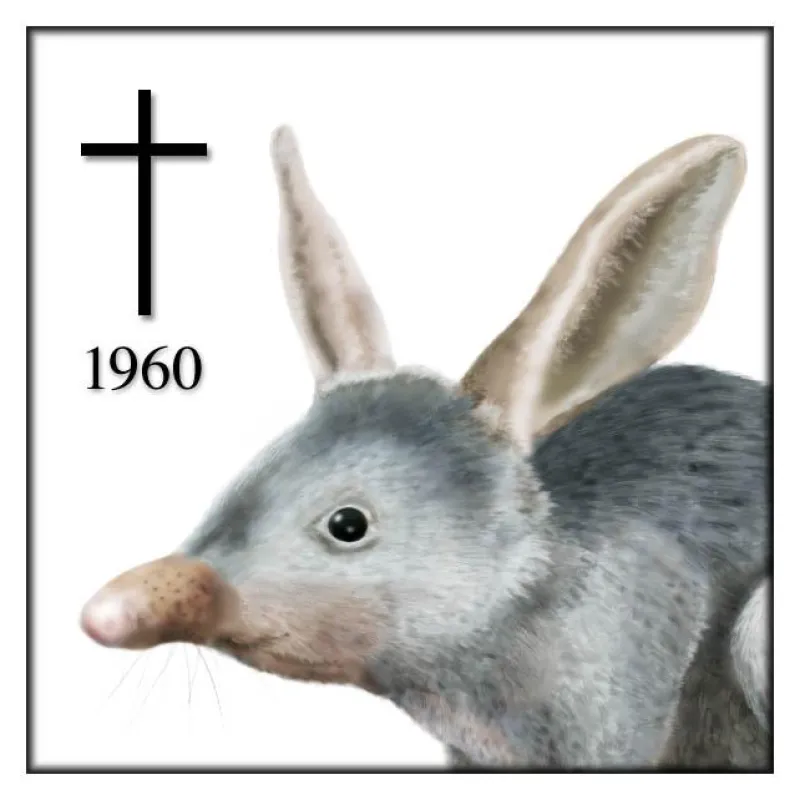 Ausgestorben ? der kleine Kaninchennasenbeutler oder Lesser Bilby. Ilustration von Michael Schuster.