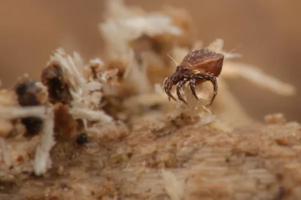 Bild: Kein Sex ist auch eine Lösung