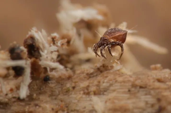 Bild: Kein Sex ist auch eine Lösung