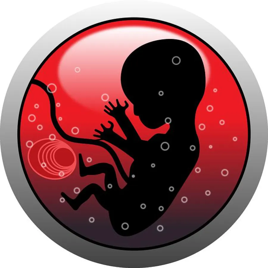 Embryo - pixabay.com