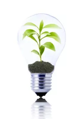 Bild: Forstinvestment - Der Baumsparvertrag