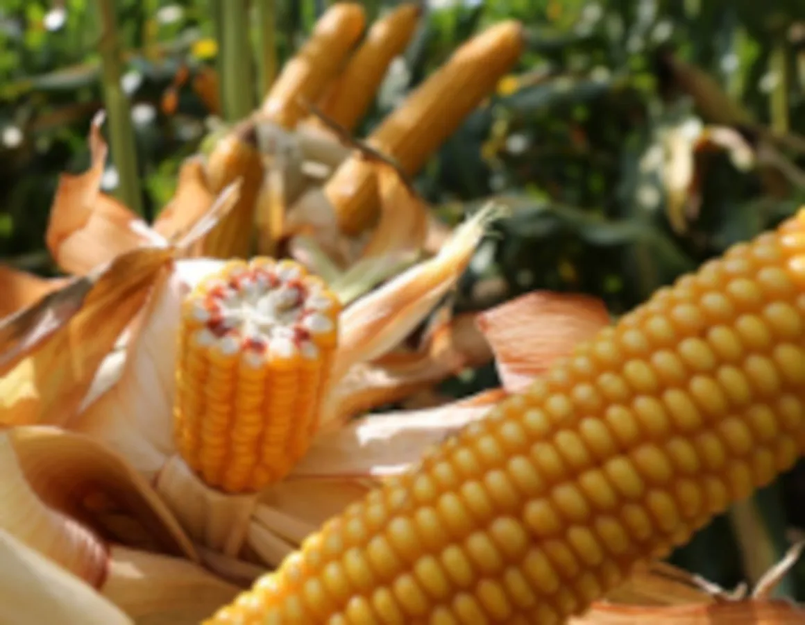 MASTODON belegt Platz 1 in der Bestandesdichteprüfung der LWK NRW.