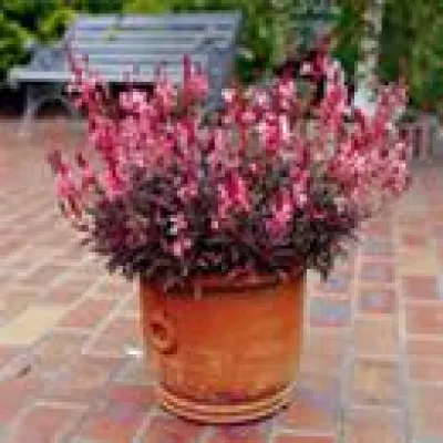 Bild: Gaura - Die gleichsam zauberhafte wie genügsame Staude erobert Gärten und Terrassen