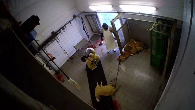 Bild: Versteckte Kameras filmen Tierquälerei in Schlachthof in Hürth bei Köln: Tiere wurden systematisch misshandelt