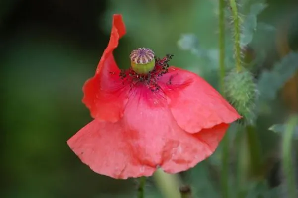 Reise in die Welt der TraumBlüten. Bücherzentrum zeigt Fotografien von Anne Katrin Budde Bild: Reise in die Welt der TraumBlüten. Bücherzentrum zeigt Fotografien von Anne Katrin Budde