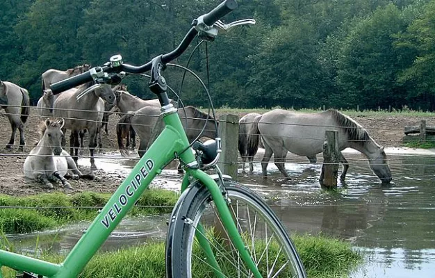 Bild: Durch bunte Wiesen und Weiden im Münsterland radeln