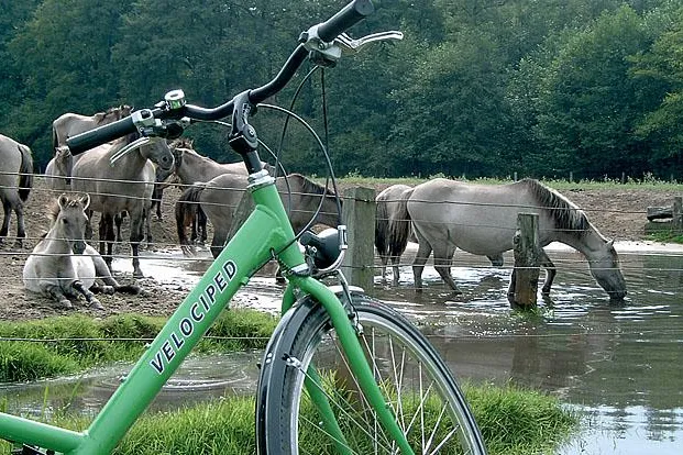 Durch bunte Wiesen und Weiden im Münsterland radeln Bild: Durch bunte Wiesen und Weiden im Münsterland radeln