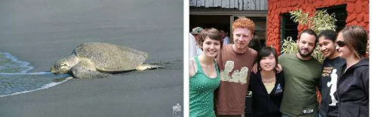 Bild: Freiwilligenarbeit in Costa Rica - Schildkrötenprojekte