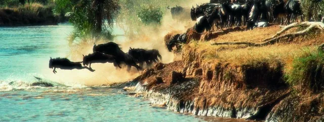 Bild: Die Große Tierwanderung in der Masai Mara