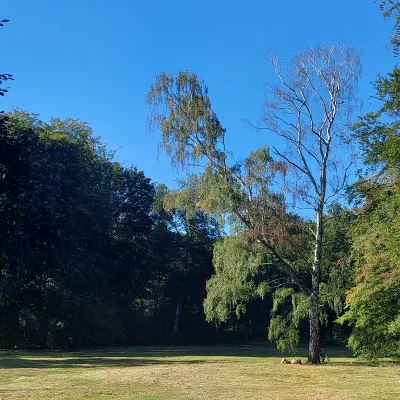 Bild: Klimawandel führt bei Birken zu häufigeren Baumfällungen in Berlin