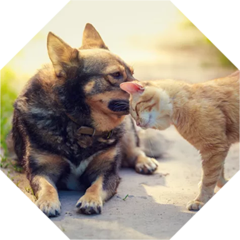 Die geheime Formel für glückliche Haustiere Bild: Die geheime Formel für glückliche Haustiere