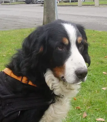 Bild: Berner Sennenhunde in Not e.V. - Gib jedem Tag die Chance, der schönste deines Lebens zu werden (Mark Twain)