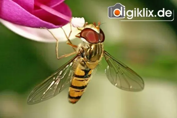 Bild: Der Digiklix-Fotowettbewerb Makrofotografie „Insekten“ geht in den Endspurt