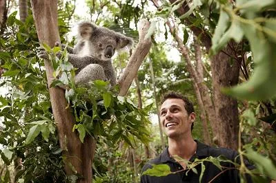 Bild: Koalas knuddeln in Queensland: Neue Website listet Wildlife Parks, in denen das möglich ist