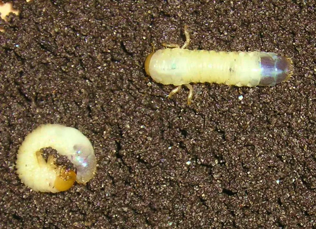 Die Engerlinge des Gartenlaubkäfers sehen für den Laien aus wie alle anderen Engerlinge auch. re-natur bietet deshalb einen kostenlosen Bestimmungsservice an.