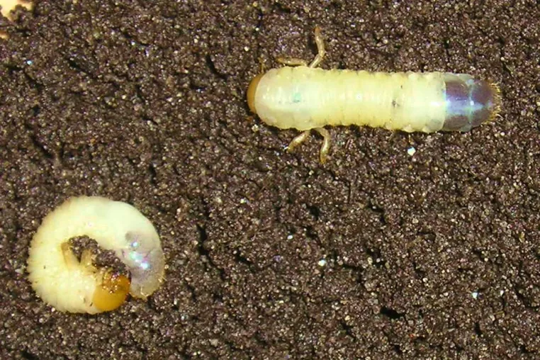 Wenn Engerlinge den Rasen zerstören Kostenloser Bestimmungs-Service von re natur Bild: Wenn Engerlinge den Rasen zerstören Kostenloser Bestimmungs-Service von re natur