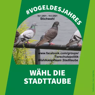 Bild: Tierschützer wollen die Stadttaube zum "Vogel des Jahres 2021" machen