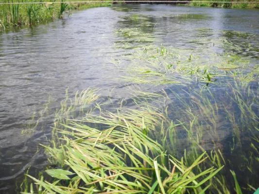 Bild: Positiver Staueffekt: Wasserpflanzen stabilisieren den Wasserstand von Fluss (Spree) und Grundwasser