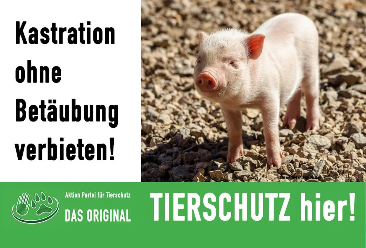 Kastration ohne Betäubung verbieten - Tierschutz hier!