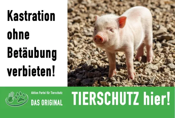 Bild: Kastration ohne Betäubung verbieten