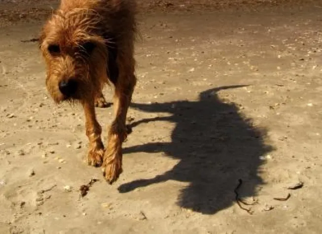 Tollwut: Hände weg von streunenden Hunden Bild: Tollwut: Hände weg von streunenden Hunden