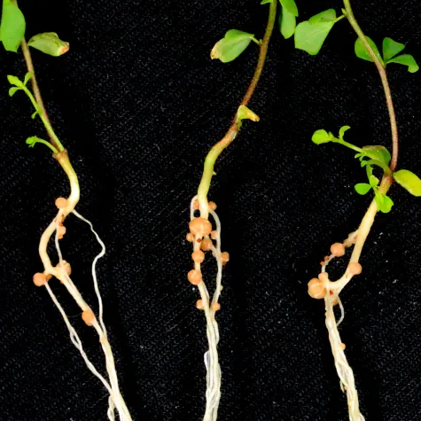 Bild: Ein natürlicher Türsteher: Wie Pflanzen Barrieren für gesunde Beziehungen nutzen