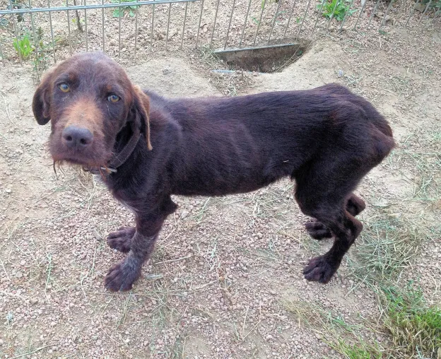 Futter für die Vergessenen: SardinienHunde e. V. aus Regensburg hilft heimatlosen Vierbeinern in Italien Bild: Futter für die Vergessenen: SardinienHunde e. V. aus Regensburg hilft heimatlosen Vierbeinern in Italien
