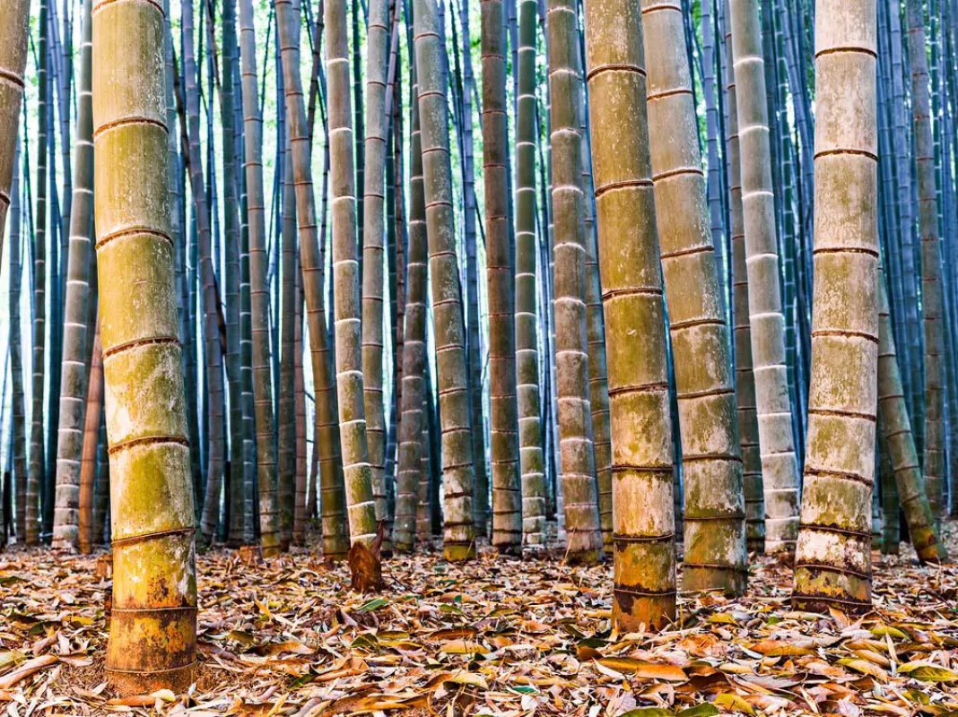 AndreWagner, bamboo-twilight, 2016, chromaluxe, 108x144cm
