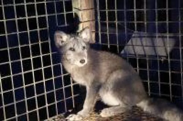 Bild: Deutsches Tierschutzbüro deckt Tierquälerei auf polnischen Pelzfarmen auf & rettet Polarfuchs