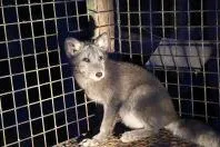 Bild: Deutsches Tierschutzbüro deckt Tierquälerei auf polnischen Pelzfarmen auf & rettet Polarfuchs