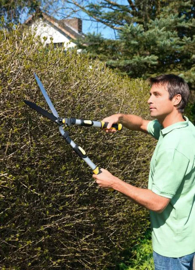 Der Winterschnitt tut einigen Pflanzen gut, er sollte aber nicht zu spät erfolgen. Foto: Max Bahr