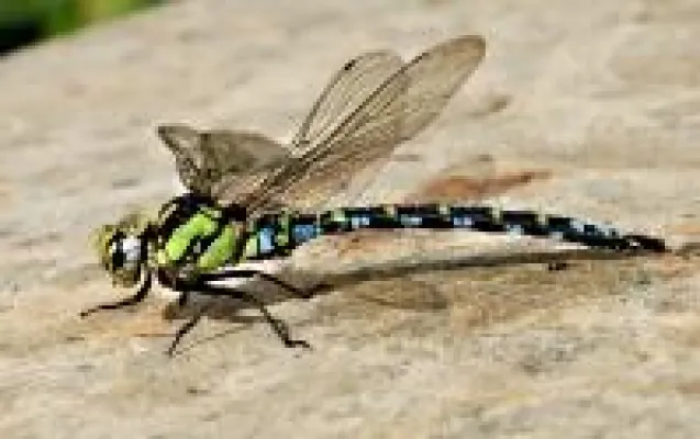 Bild: Online ökologisch, umweltfreundlich und klimaneutral drucken.