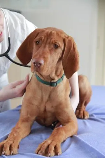 Bild: Homöopathie bei Hund und Katze? – Tierkrankenversicherung AGILA erklärt, was es zu beachten gilt