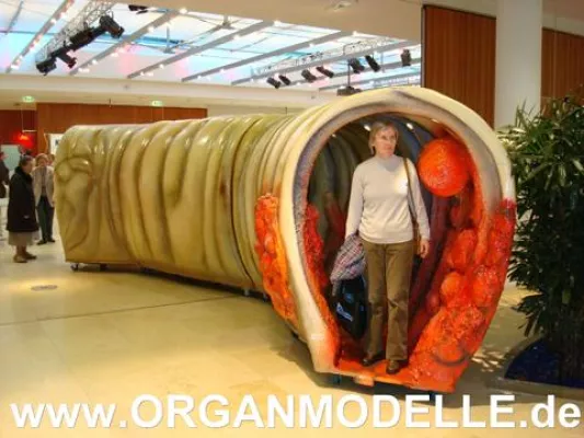 Bild: organmodelle.de - Das begehbare Darmmodell in Potsdam am 15.11.08