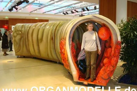 Bild: organmodelle.de - Das begehbare Darmmodell in Potsdam am 15.11.08