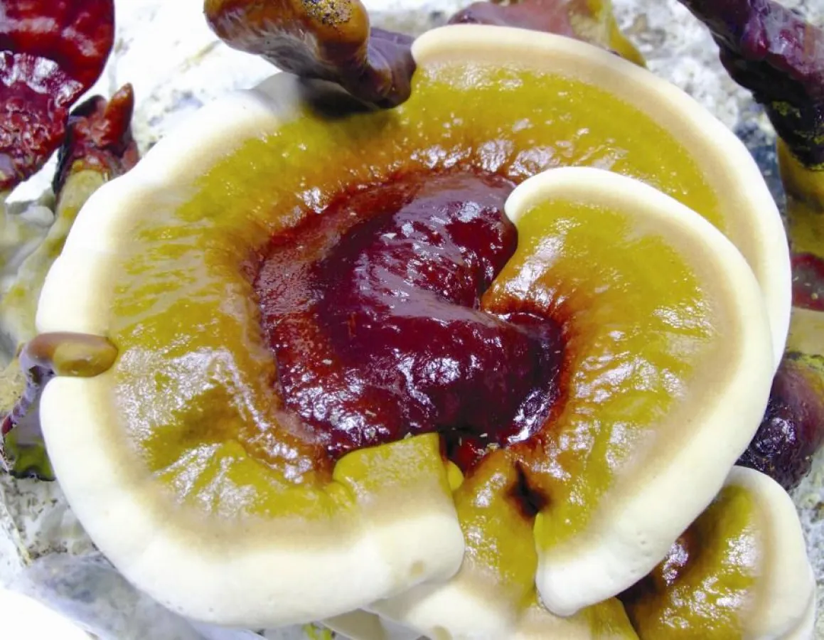 Der Reishi hat eine blutreinigende Wirkung und gilt als ?Pilz des ewigen Lebens?.