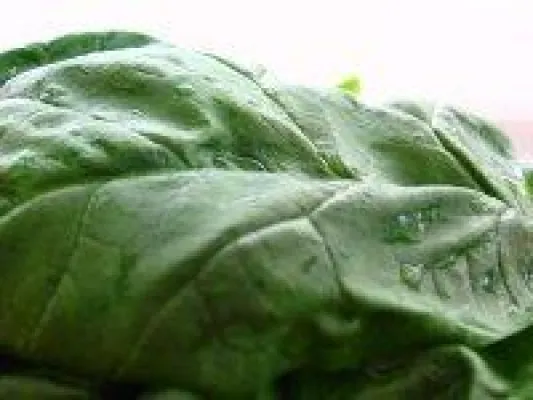 Bild: Eilmeldung: Tödlicher Spinatskandal – Gefahr für Deutschland?