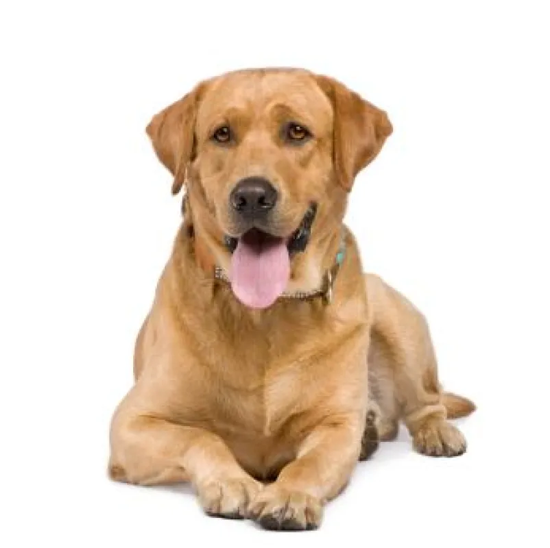 Der Hundefutter Blog