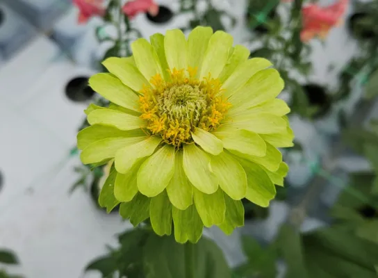 Bild: Nicht nur zum Valentinstag: Blumen aus nachhaltiger Produktion