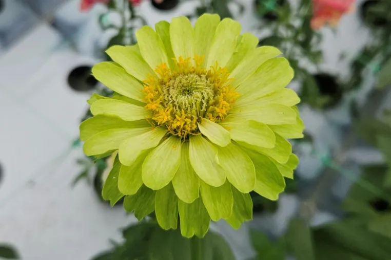 Nicht nur zum Valentinstag: Blumen aus nachhaltiger Produktion Bild: Nicht nur zum Valentinstag: Blumen aus nachhaltiger Produktion