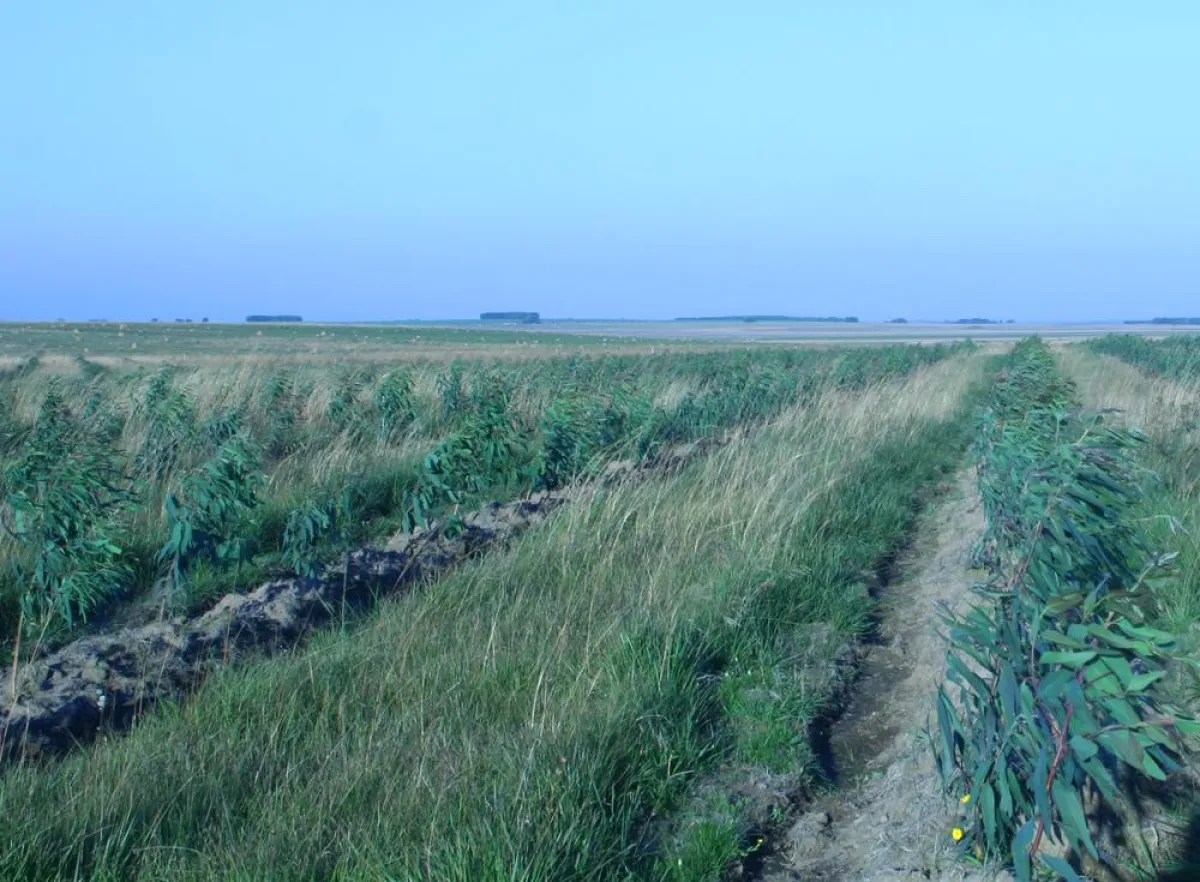 Miller Forest Investment, Vermittler von Waldinvestment in Paraguay, wandelt 4.000 Hektar Brachland in Mischwälder um