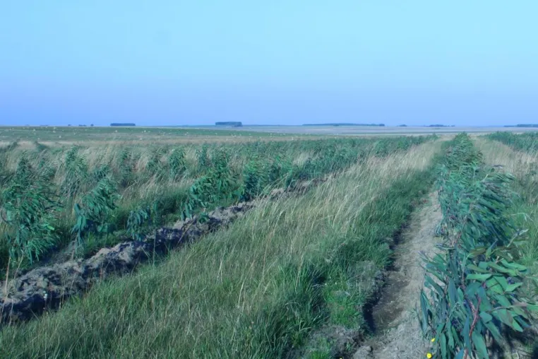 Krisenresistente Geldanlage Waldinvestment - hohes Potenzial, geringes Risiko Bild: Krisenresistente Geldanlage Waldinvestment - hohes Potenzial, geringes Risiko