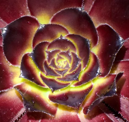 Bild: Fotoseminar zur Pflanzenfotografie im Botanischen Garten Frankfurt/Main