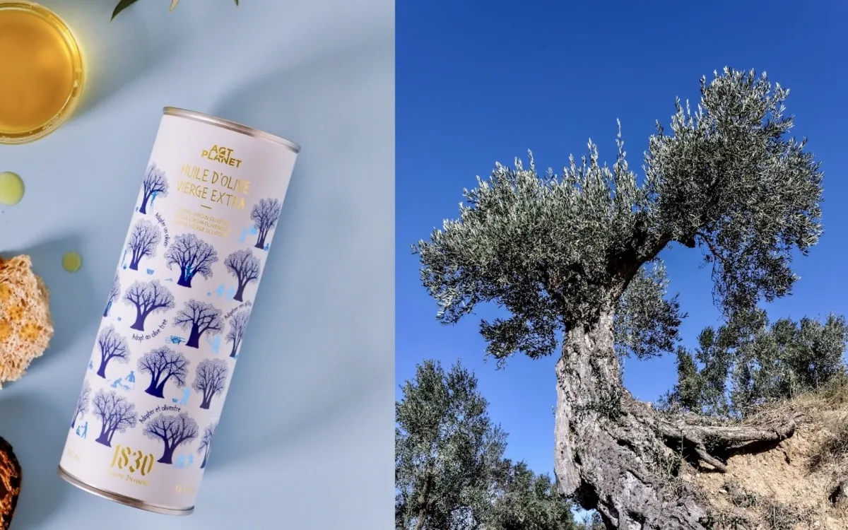 Rettung uralter Olivenbäume: Maison Brémond 1830 bringt exklusives Olivenöl aus Spanien.