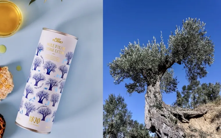 Bild: Rettung uralter Olivenbäume: Maison Brémond 1830 bringt exklusives Olivenöl aus Spanien nach Deutschland