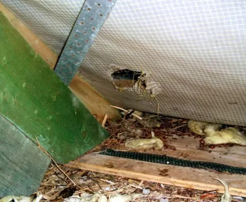 Teure Marderschäden jetzt vermeiden Bild: Teure Marderschäden jetzt vermeiden