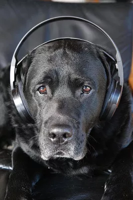 Bild: Mit dem Hund Silvester überstehen