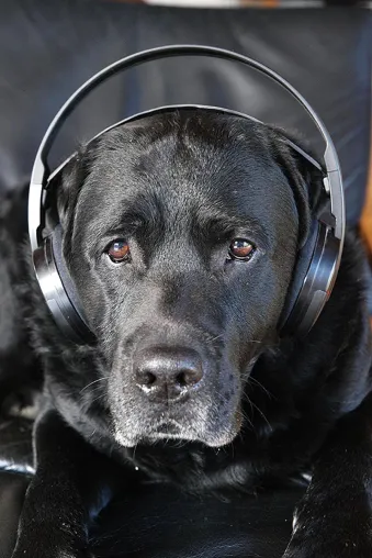 Bild: Mit dem Hund Silvester überstehen