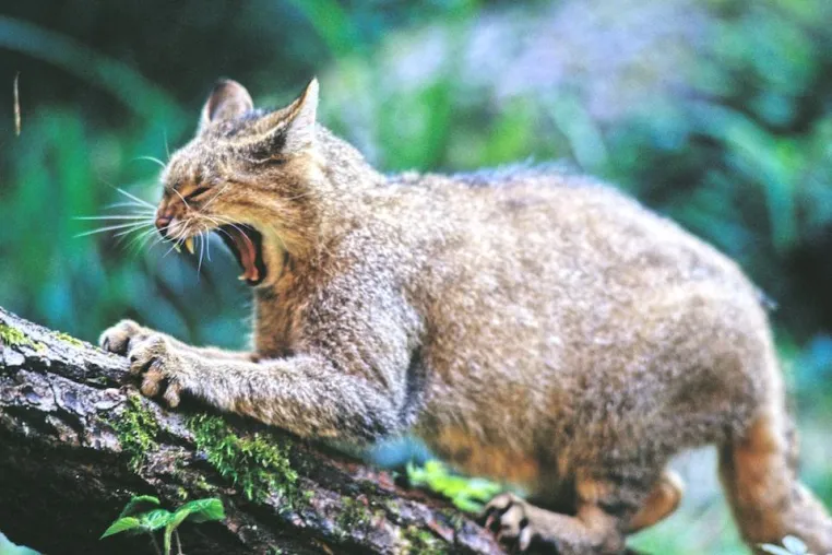 Unseren Wald entdecken & bewahren - neues und einzigartiges Reiseprogramm in Deutschland Bild: Unseren Wald entdecken & bewahren - neues und einzigartiges Reiseprogramm in Deutschland
